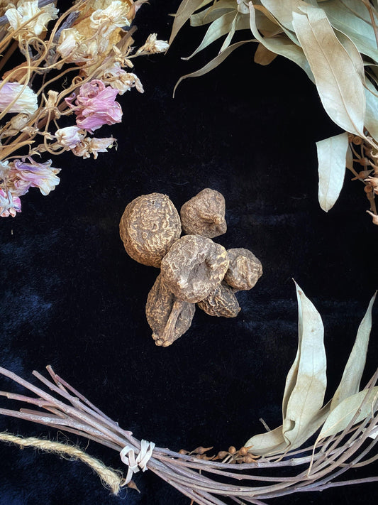 High John Root (Ipomoea jalapa) - Witching Roots