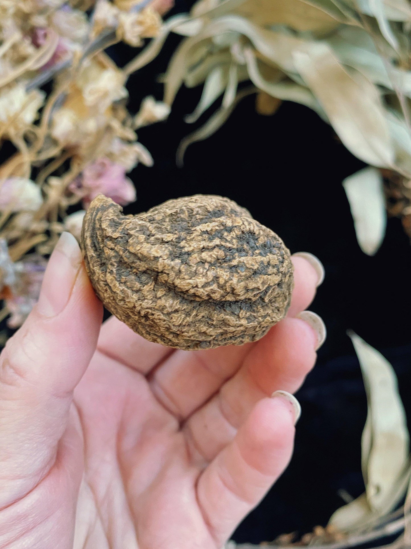 High John Root (Ipomoea jalapa) - Witching Roots